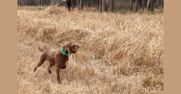 Ava, a Pudelpointer tested with EmbarkVet.com