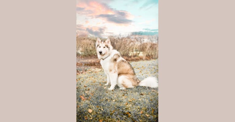 Kota, an Alaskan Malamute and German Shepherd Dog mix tested with EmbarkVet.com