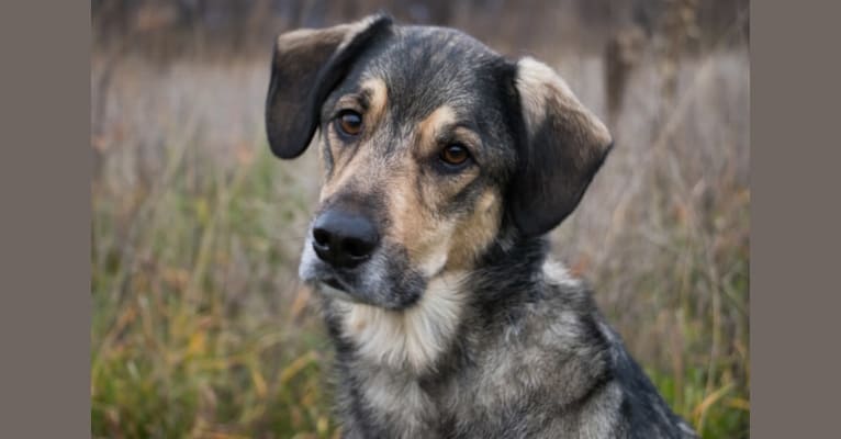 Otis, an Australian Cattle Dog and Beagle mix tested with EmbarkVet.com