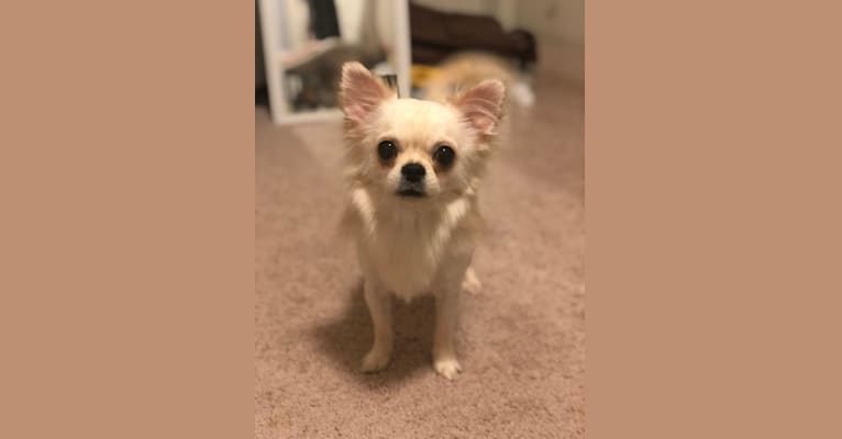 Jakiro, a Chihuahua tested with EmbarkVet.com