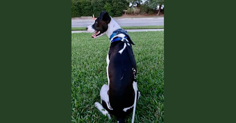 Photo of Digby Naruhito, Crown Prince of Galt, an American Pit Bull Terrier, Collie, and Mixed mix in Orlando, Florida, USA