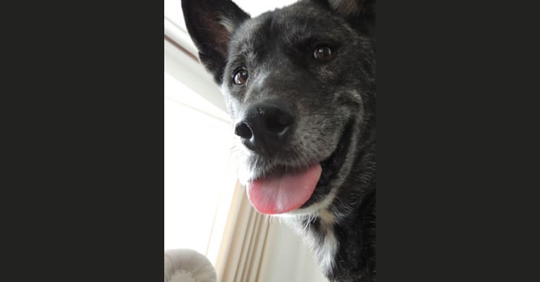 Cody, a Rottweiler and German Shepherd Dog mix tested with EmbarkVet.com