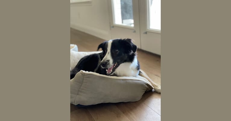 Harper, a Border Collie and Australian Cattle Dog mix tested with EmbarkVet.com
