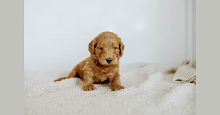 Cooper, a Goldendoodle tested with EmbarkVet.com