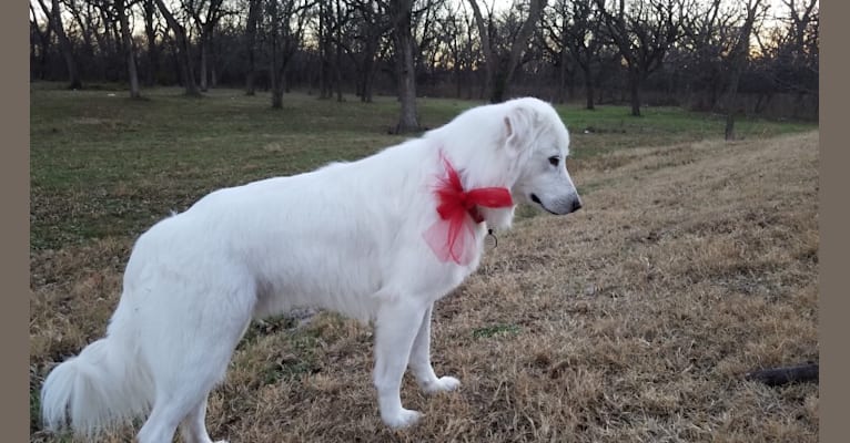 Luca, a Great Pyrenees and Pomeranian mix tested with EmbarkVet.com