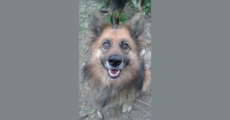 Huli, an Eastern European Village Dog and German Shepherd Dog mix tested with EmbarkVet.com