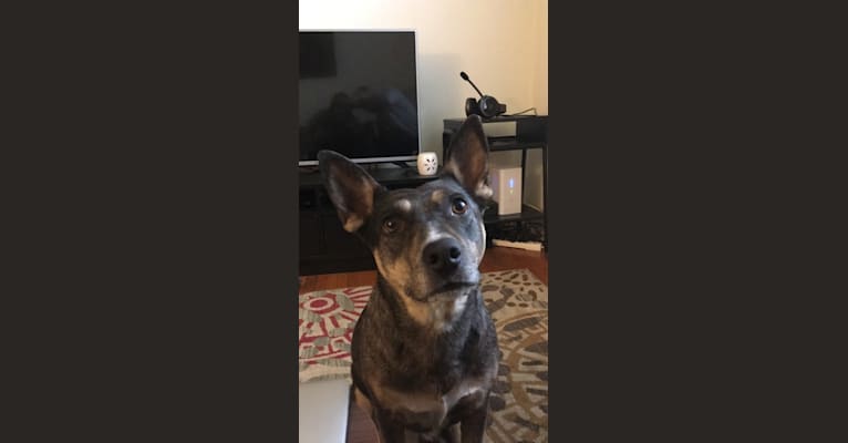 Neko, a German Shepherd Dog and Staffordshire Terrier mix tested with EmbarkVet.com
