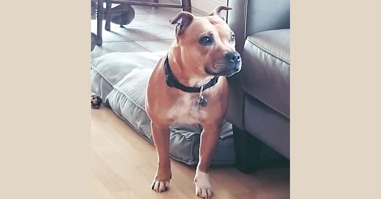 Cercie, a Staffordshire Bull Terrier tested with EmbarkVet.com