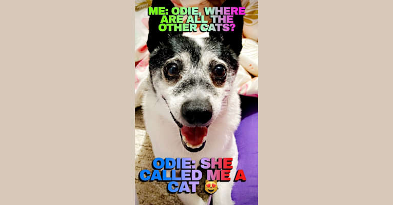 Odie Oh Day Star, a Chihuahua and Pomeranian mix tested with EmbarkVet.com