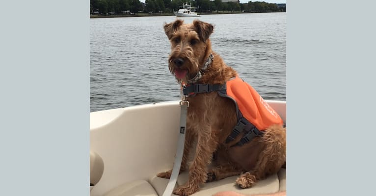 Nora, an Irish Terrier tested with EmbarkVet.com
