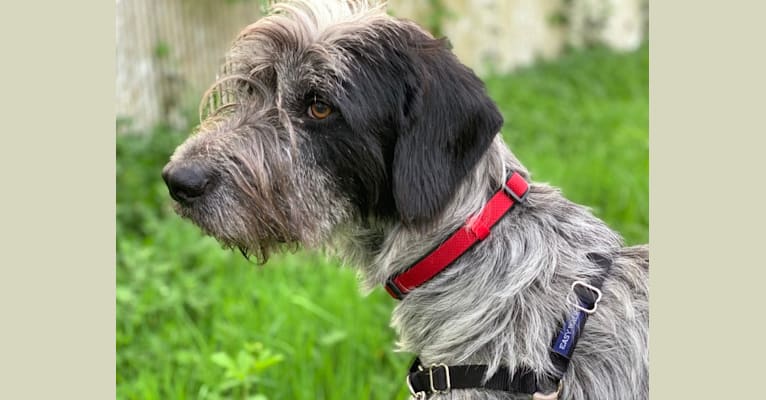 german wirehaired pointing wolfhound