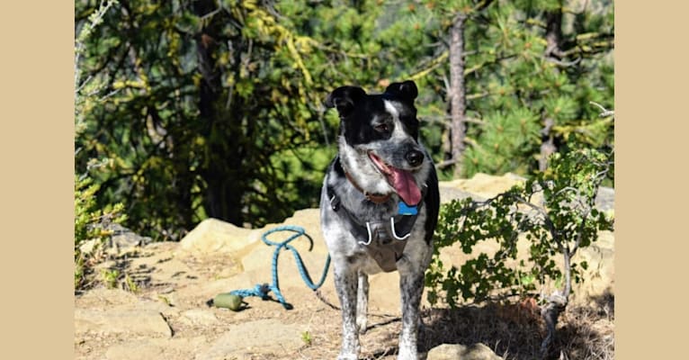 luna, an American Pit Bull Terrier and Australian Cattle Dog mix tested with EmbarkVet.com