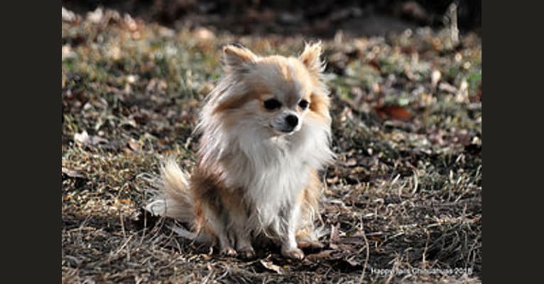 Photo of Hi Step'n Ted E Bear, a Chihuahua 