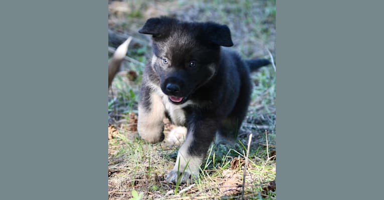 Mary, a German Shepherd Dog and Alaskan Malamute mix tested with EmbarkVet.com