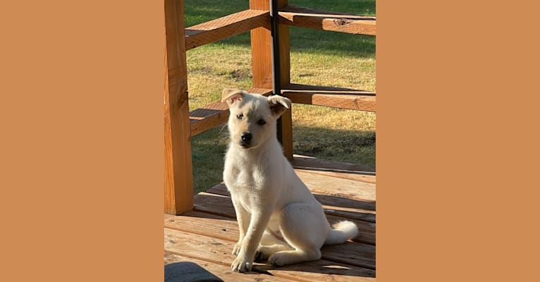 Nala, a Labrador Retriever and Chow Chow mix tested with EmbarkVet.com