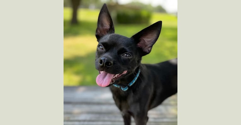 Mochi, a Chihuahua and Poodle (Small) mix tested with EmbarkVet.com