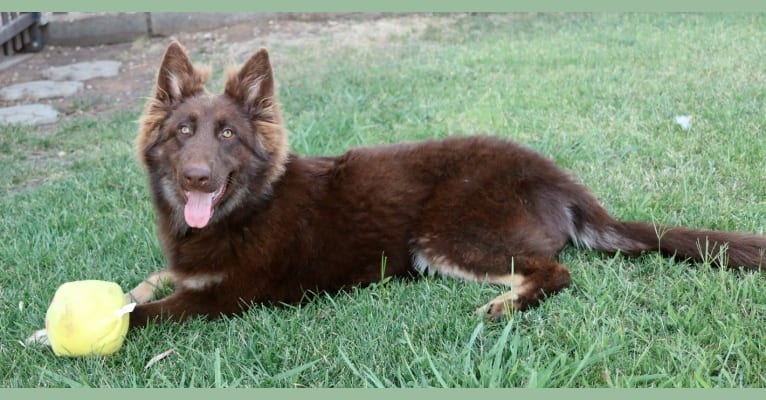 Hazel, a German Shepherd Dog tested with EmbarkVet.com