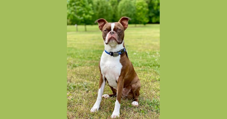 Sir Tazmanian, a Boston Terrier tested with EmbarkVet.com