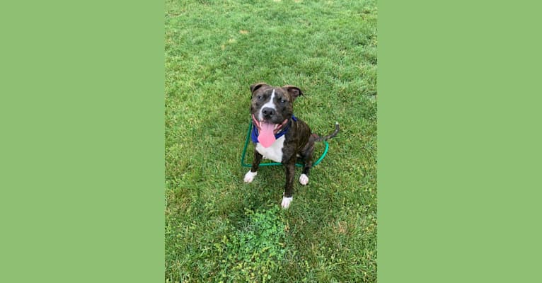 Chidi Buddy, an American Bully tested with EmbarkVet.com