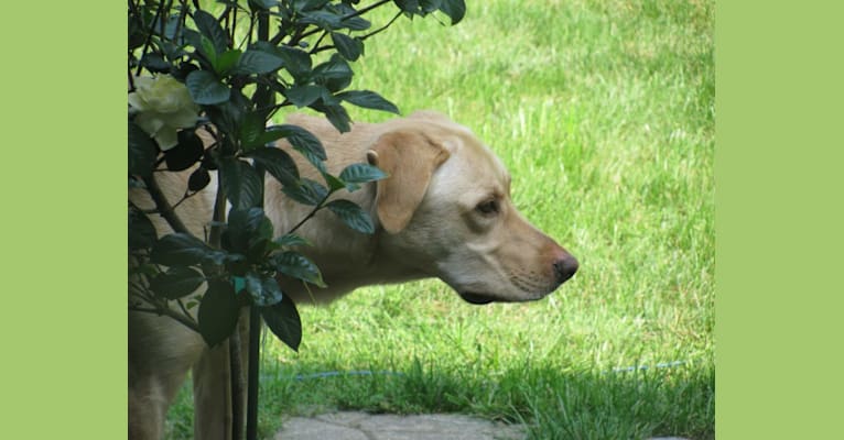 Tank, a German Shepherd Dog and Labrador Retriever mix tested with EmbarkVet.com