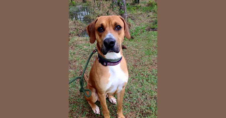Embark Dog DNA Test Breed