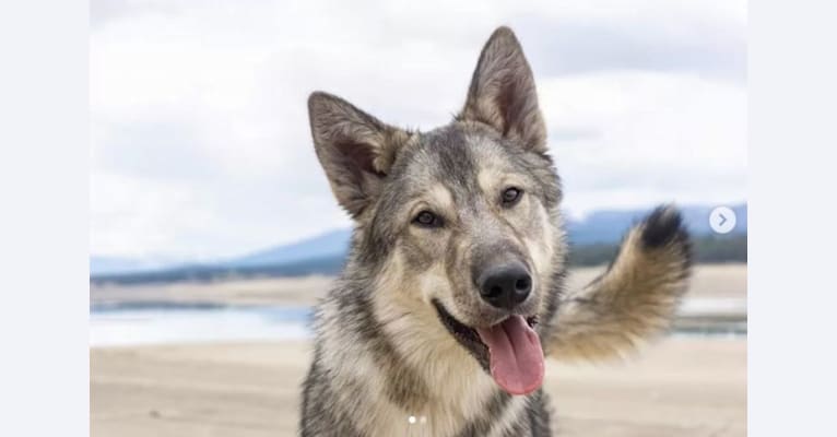 Lark, a Siberian Husky and Karelian Bear Dog mix tested with EmbarkVet.com