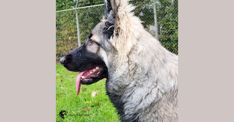 Photo of Gemma, a German Shepherd Dog 