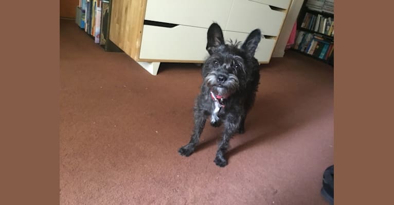 French bulldog schnauzer mix outlet