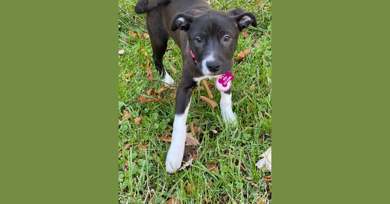 Photo of Willow, an American Pit Bull Terrier, Beagle, American Staffordshire Terrier, and Mixed mix in Saginaw, Michigan, USA