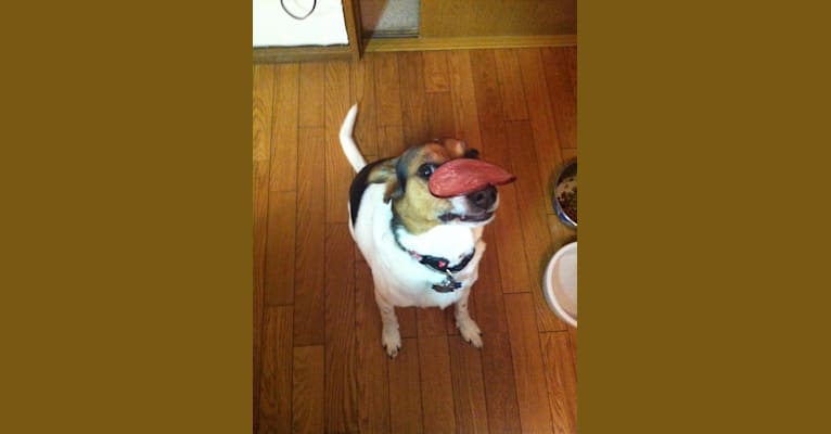 Maggie, a Beagle and Golden Retriever mix tested with EmbarkVet.com
