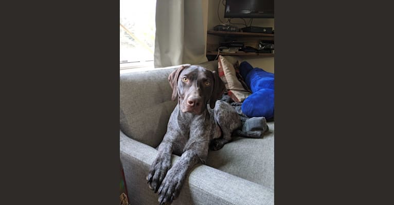 Nux, a German Shorthaired Pointer tested with EmbarkVet.com
