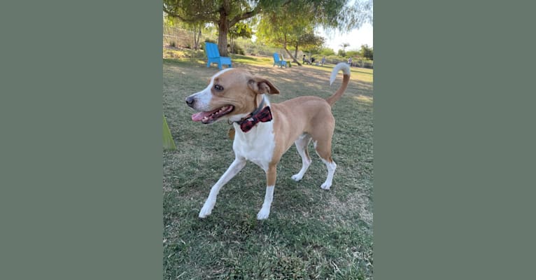 Photo of Zion, a Chihuahua, German Shepherd Dog, Cocker Spaniel, American Pit Bull Terrier, and Mixed mix in Mission Viejo, California, USA