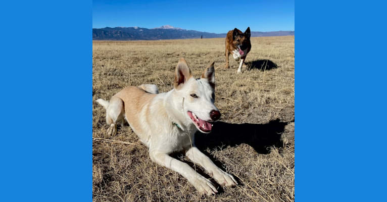 Kiva, a Border Collie and Australian Cattle Dog mix tested with EmbarkVet.com