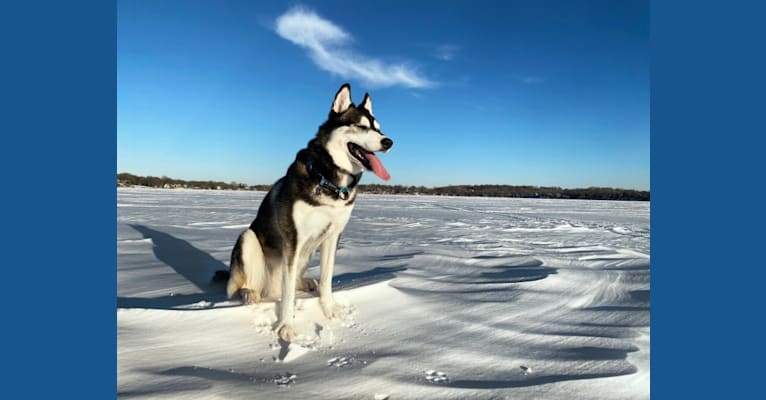 Photo of Avatar’s Polar Legend “Naga”, a Siberian Husky, Labrador Retriever, and Alaskan Malamute mix in Minnesota, USA
