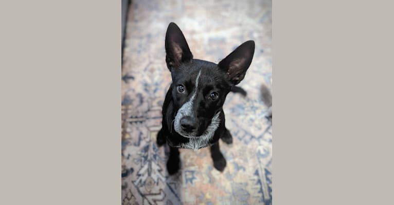 Ruby, an Australian Cattle Dog (11.0% unresolved) tested with EmbarkVet.com