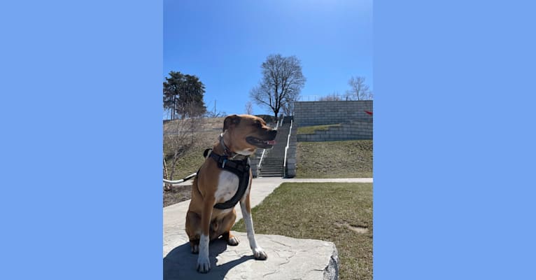 Photo of Francis, an American Pit Bull Terrier, Australian Cattle Dog, Boxer, and Mixed mix in Arkansas, USA