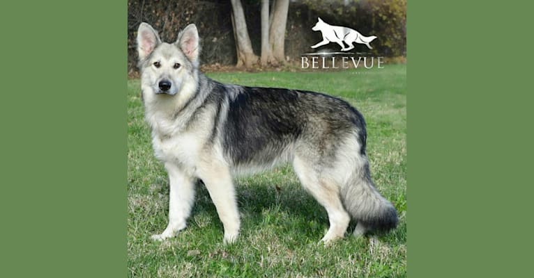 Bellevue german cheap shepherds