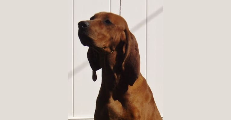 PARIS, a Redbone Coonhound tested with EmbarkVet.com