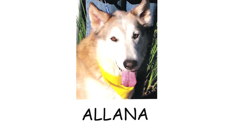 Allana a dog tested with EmbarkVet.com