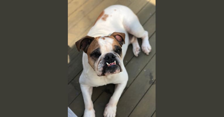 Photo of Hank, a Bulldog  in Kentucky, USA