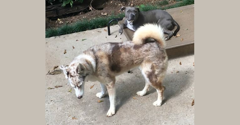 Dakota, an Australian Shepherd and Siberian Husky mix tested with EmbarkVet.com