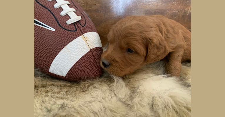 Gray Collar, a Goldendoodle tested with EmbarkVet.com