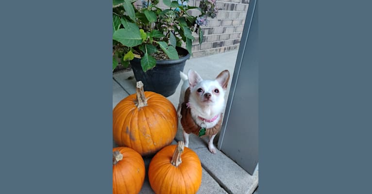 Hannah Joy, a Chihuahua and Papillon mix tested with EmbarkVet.com