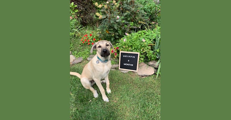 Gryffin, a Great Pyrenees and Mountain Cur mix tested with EmbarkVet.com