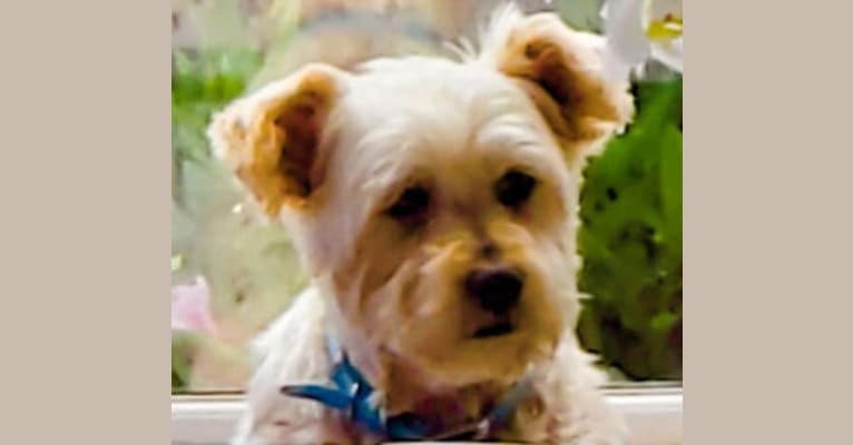Bentley, a Yorkshire Terrier and Shih Tzu mix tested with EmbarkVet.com