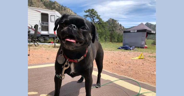 Japanese chin pug mix shop