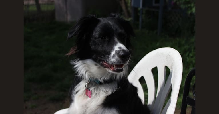 Hope, a Brittany and American Eskimo Dog mix tested with EmbarkVet.com
