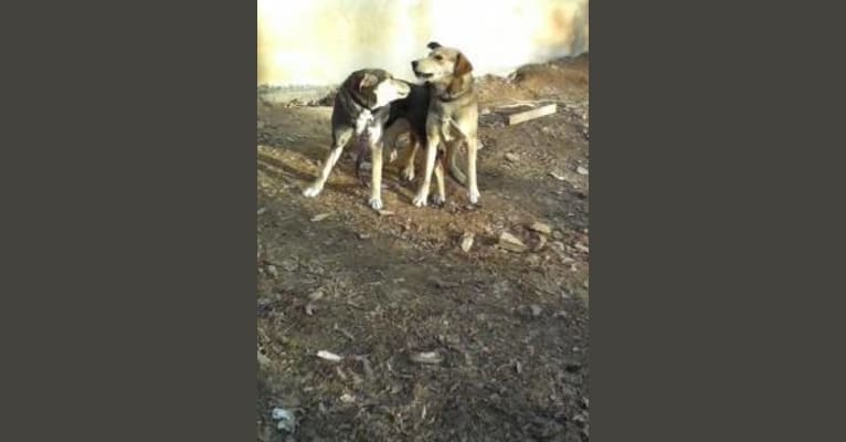 Gage, a Siberian Husky and Beagle mix tested with EmbarkVet.com