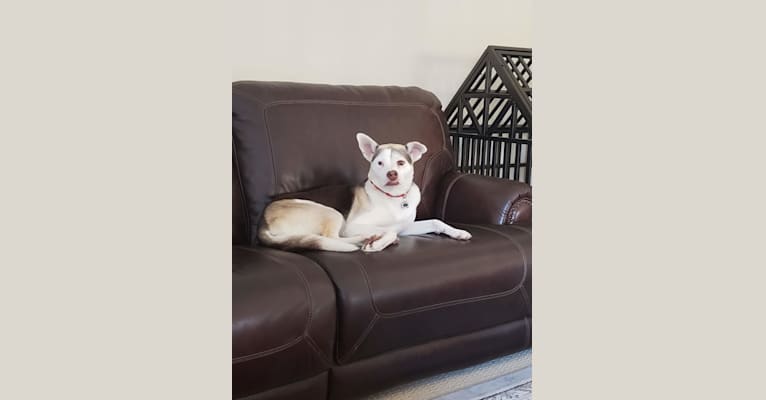 Harley, a Siberian Husky and American Pit Bull Terrier mix tested with EmbarkVet.com