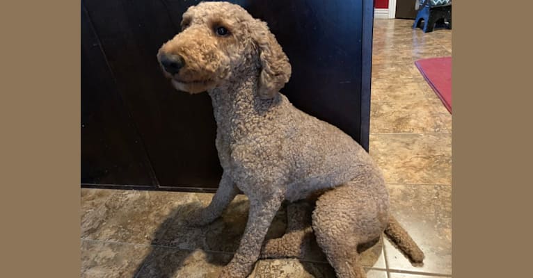 Photo of Lucy, a Poodle (Standard)  in Oklahoma City, OK, USA